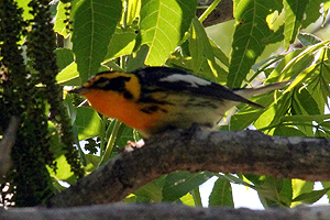 Blackburnian Warbler